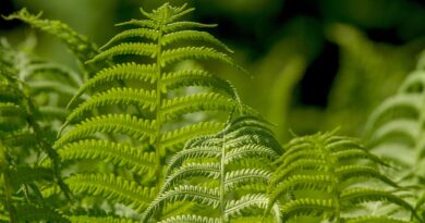 Mirođija kao prirodna podrška zdravlju: primjena, recepti i mjere opreza