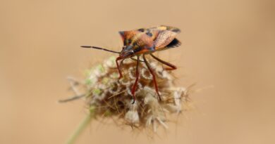 Kako se riješiti smrdibuba prirodnim putem: Jednostavni trikovi iz kuhinje koji zaista pomažu