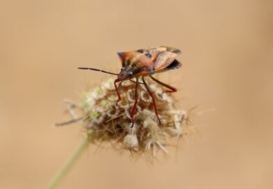 Kako se riješiti smrdibuba prirodnim putem: Jednostavni trikovi iz kuhinje koji zaista pomažu