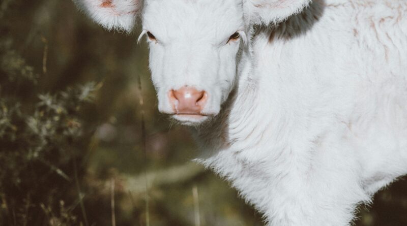 Djevojčica koju su izbacili iz kuće sa samo jednom kravom: Priča o snazi koja je promijenila sudbinu